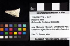 Foto (Objket + Etiketten) von Decapoda indet. 